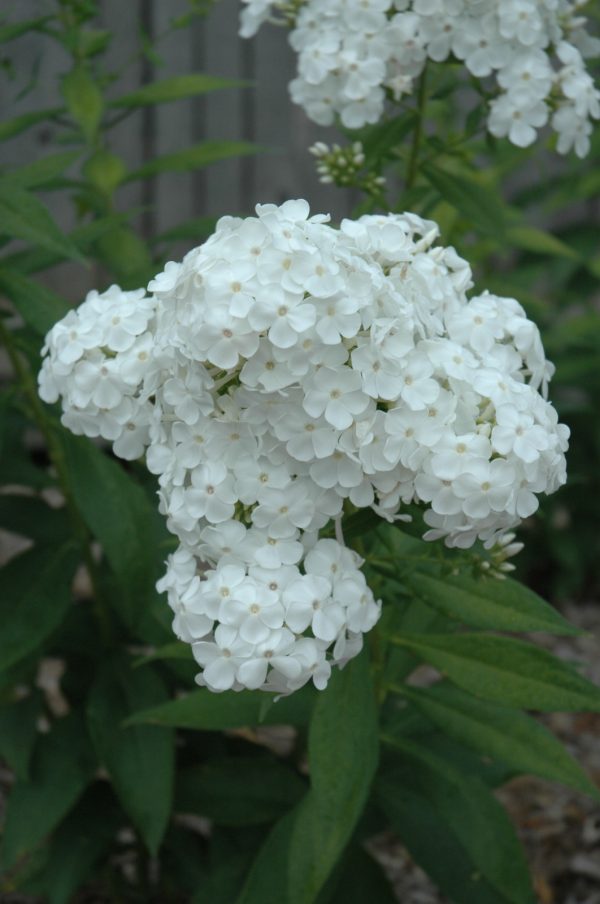 David Garden Phlox