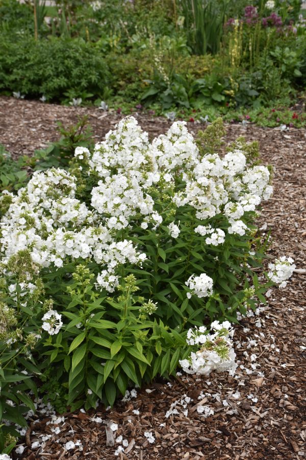 David Garden Phlox - Image 2